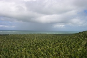 Kokospalmen-Monokultur